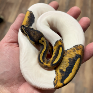 (Possible Orange Dream) Pied Ball Python