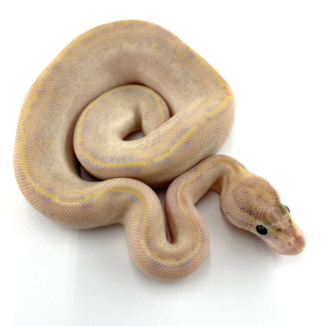 Multi-Gene Ivory Ball Python