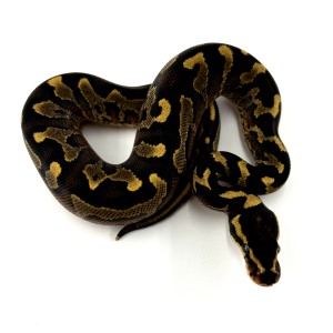 Super Asphalt Ball Python