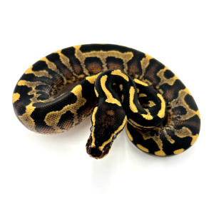 Super Asphalt Ball Python F