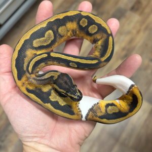 Pied Ball Python F