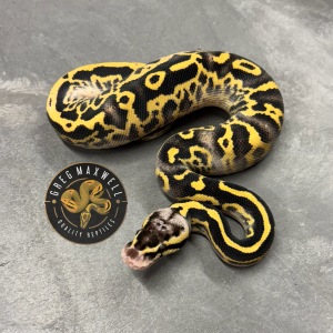 Pastel Leopard Asphalt Yellowbelly (Freeway) M