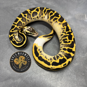 Pastel Leopard Freeway with Ringer M