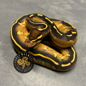 Orange Dream Chocolate Freeway, DNA Verified M