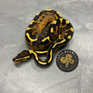 Super Asphalt from great bloodline M