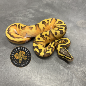 Pastel Enchi Hypo Pied M