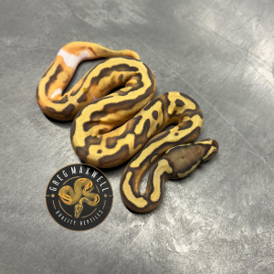 Enchi Ghost (Hypo) Pied M