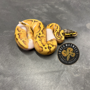 Pastel (Super) Enchi Hypo Pied F