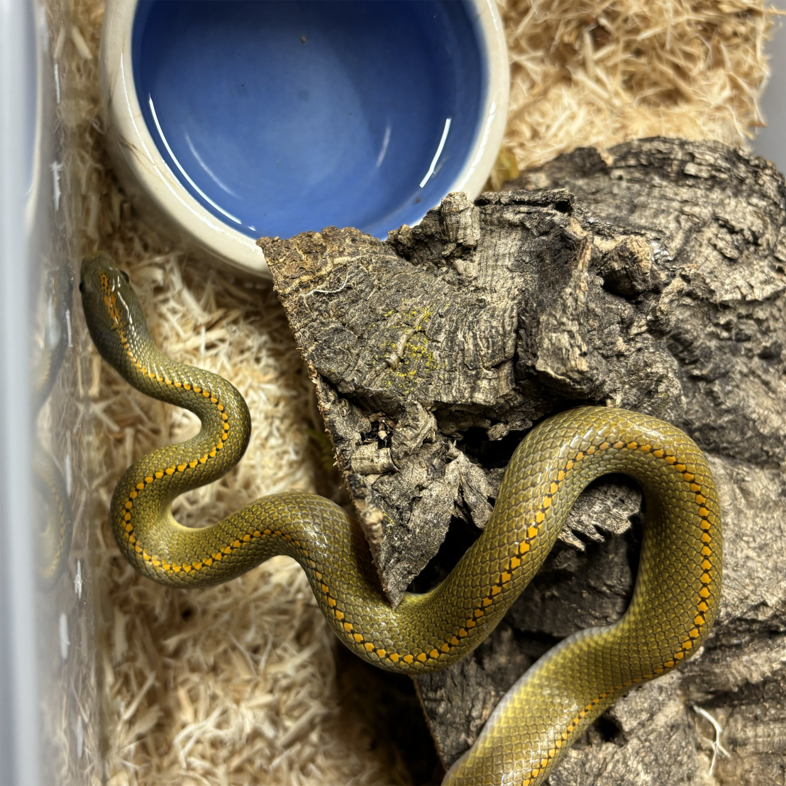 Aurora House Snakes